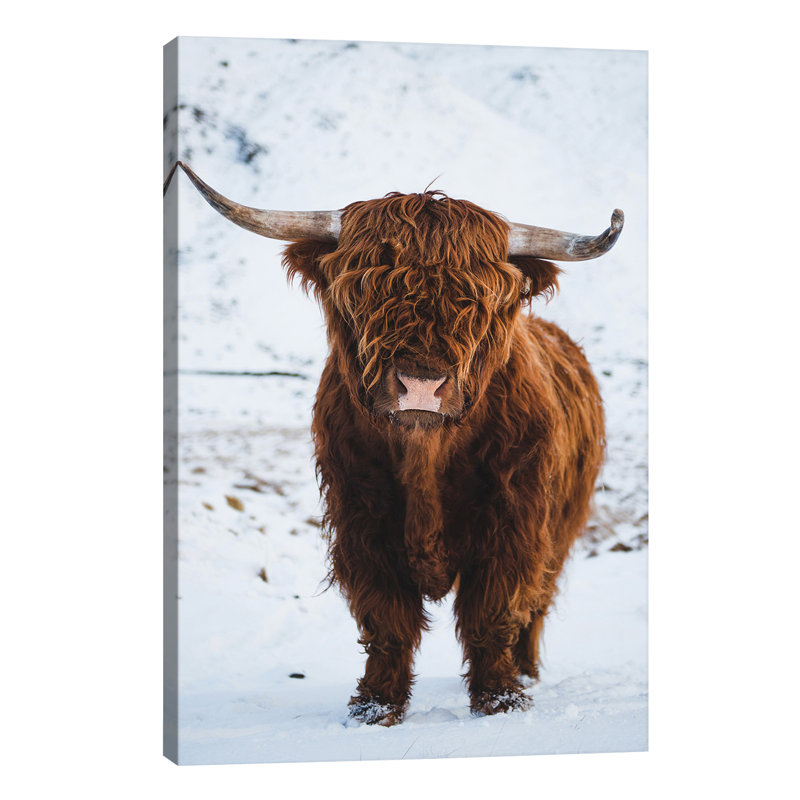 East Urban Home 'Highland Cattle I' Photographic Print on Wrapped